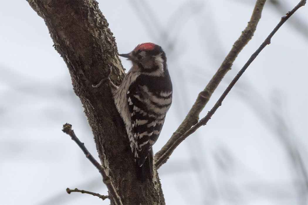 Lesser Spotted Woodpecker